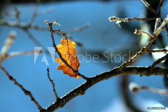 Bild på Ultima foglia sul ramo